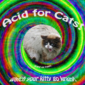 Your Cat Will Trip Ass!