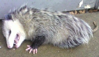 Opossum2