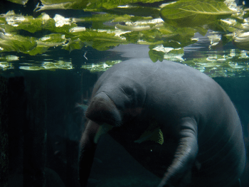 Lettuce Manatee 2 small