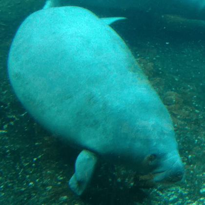Single Manatee 3