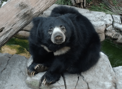 Sloth Bear Sitting small