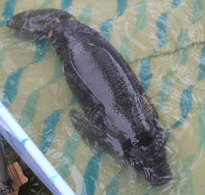 Manatee in a Tub