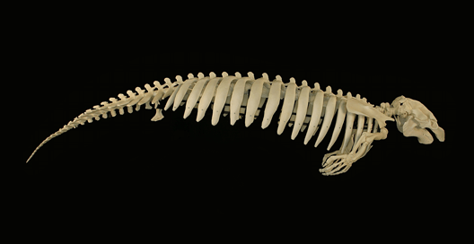 Manatee Skeleton small