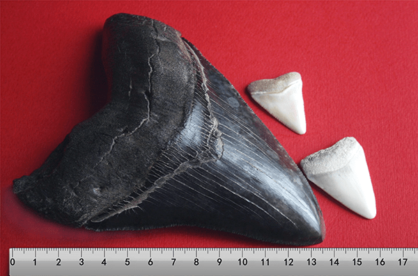 Megalodon Tooth size