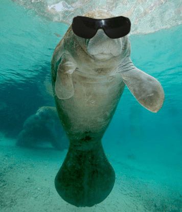 Baby manatee with sunglasses