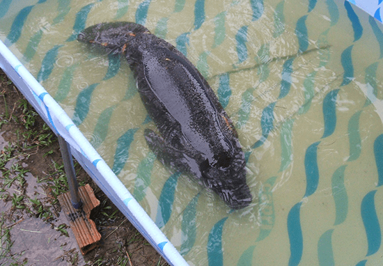 Baby manatee in a tank