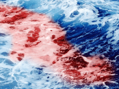 Manatee Challenge Blood on the Water