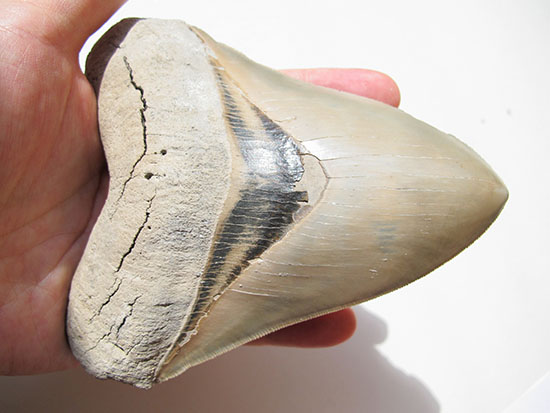 Megalodon Tooth
